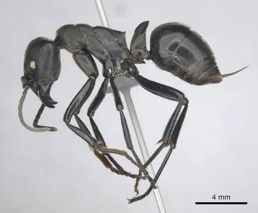 Streblognathus peetersi - CASENT0258851