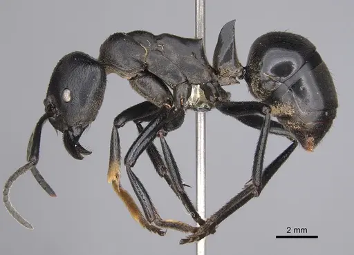 Streblognathus peetersi - CASENT0258947