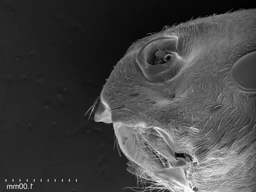 Streblognathus peetersi - CASENT0260277