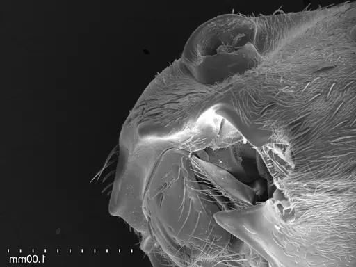 Streblognathus peetersi - CASENT0260277