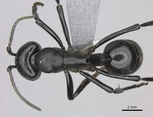 Streblognathus peetersi - CASENT0260406