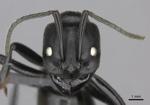 Streblognathus peetersi - CASENT0260406