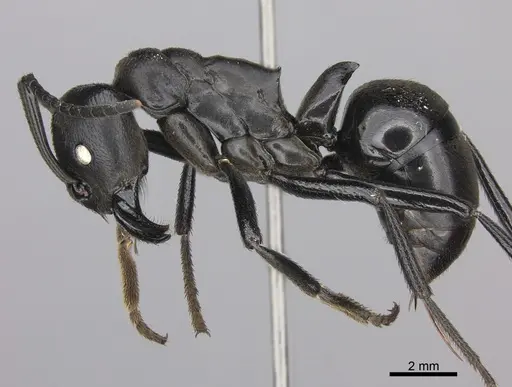 Streblognathus peetersi - CASENT0260406