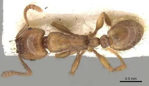 Strongylognathus afer specimen