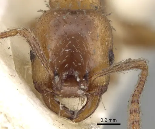 Strongylognathus afer specimen