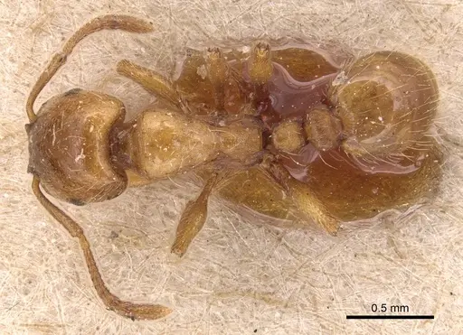 Strongylognathus afer - CASENT0904863