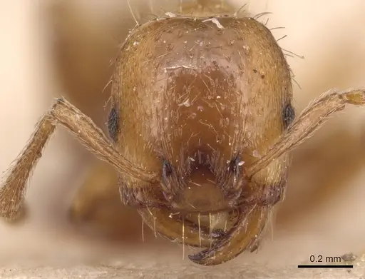 Strongylognathus afer - CASENT0904863