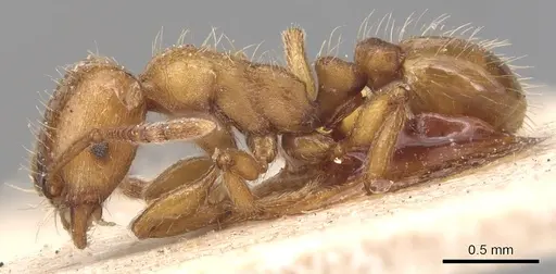 Strongylognathus afer - CASENT0904863