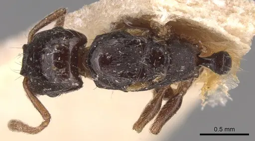 Strongylognathus afer - CASENT0904868