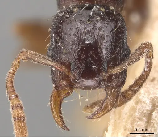 Strongylognathus afer - CASENT0904868