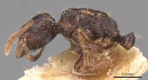 Strongylognathus afer - CASENT0904868