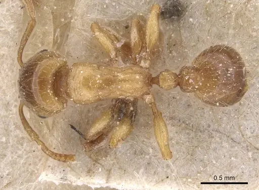 Strongylognathus afer - CASENT0913975