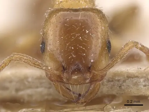 Strongylognathus afer - CASENT0913975