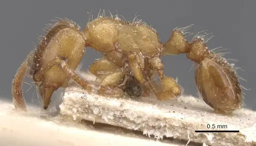 Strongylognathus afer - CASENT0913975