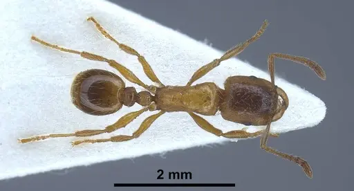Strongylognathus alboini specimen