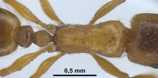Strongylognathus alboini specimen