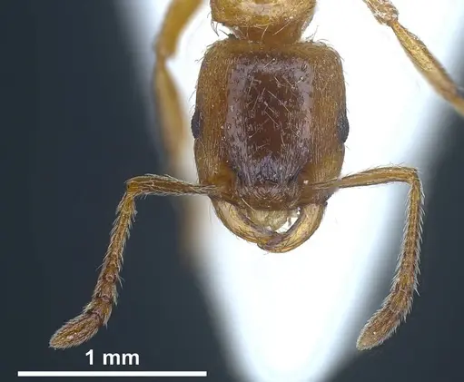 Strongylognathus alboini - ANTWEB1038031