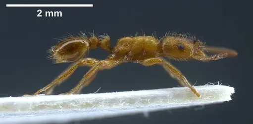 Strongylognathus alboini - ANTWEB1038031