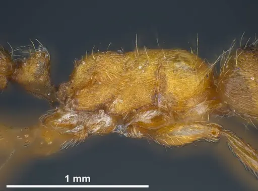 Strongylognathus alboini - ANTWEB1038031