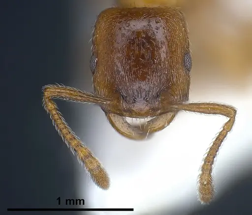 Strongylognathus alpinus specimen