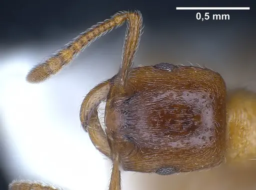 Strongylognathus alpinus specimen