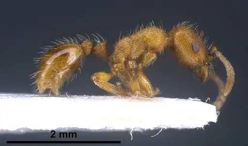 Strongylognathus alpinus specimen