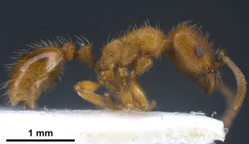 Strongylognathus alpinus - ANTWEB1041371