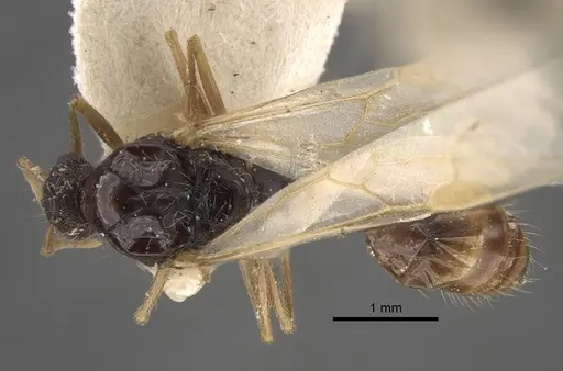 Strongylognathus arnoldii specimen