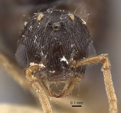 Strongylognathus arnoldii specimen