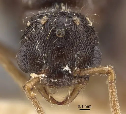 Strongylognathus arnoldii specimen