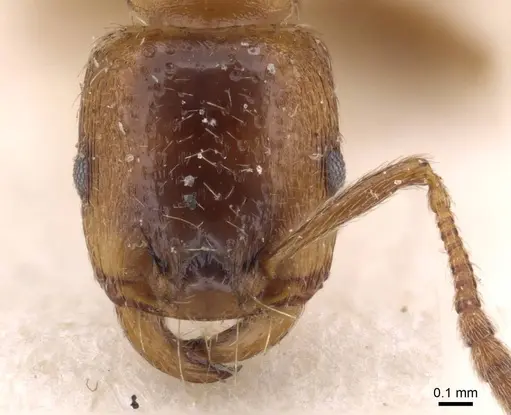 Strongylognathus bulgaricus specimen