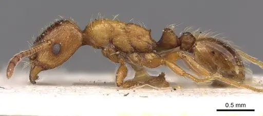 Strongylognathus bulgaricus specimen