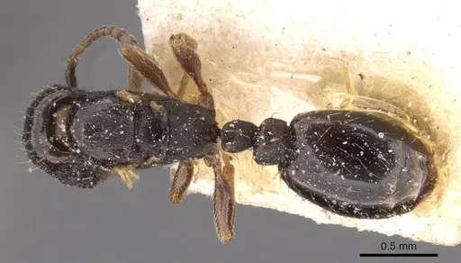 Strongylognathus caeciliae specimen