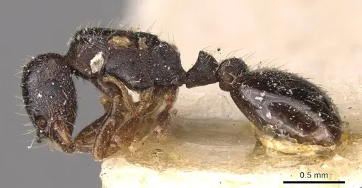 Strongylognathus caeciliae specimen