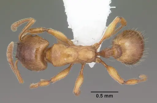 Strongylognathus caeciliae - MB619-2