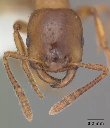 Strongylognathus caeciliae - MB619-2