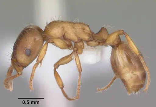 Strongylognathus caeciliae - MB619-2