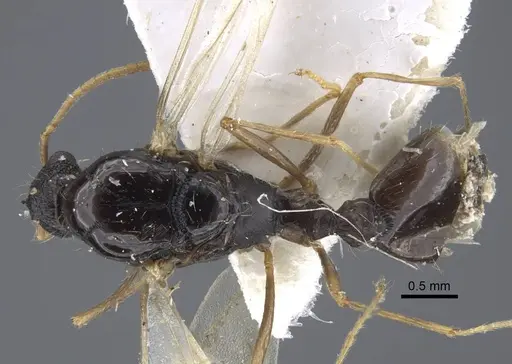 Strongylognathus chelifer specimen