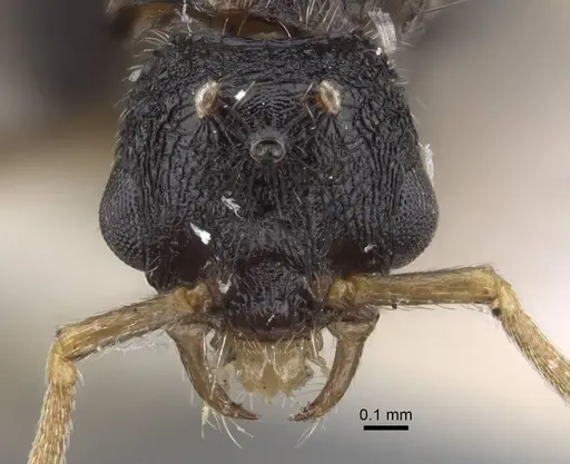 Strongylognathus chelifer specimen