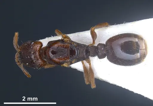 Strongylognathus christophi specimen