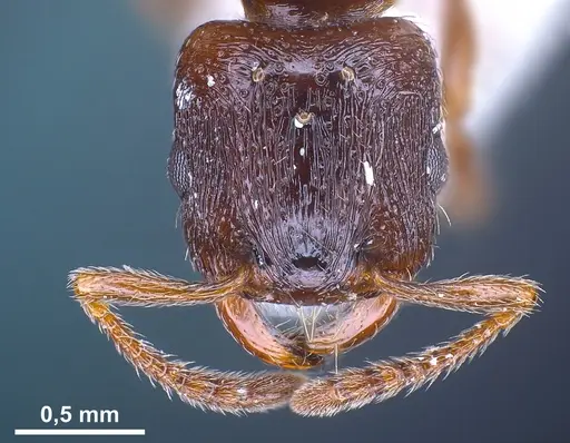 Strongylognathus christophi specimen