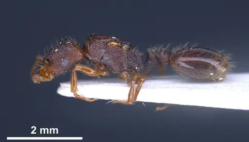 Strongylognathus christophi - ANTWEB1041291