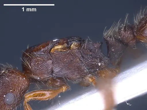Strongylognathus christophi - ANTWEB1041291