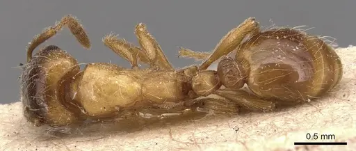 Strongylognathus christophi - CASENT0904866