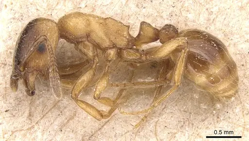 Strongylognathus christophi - CASENT0904866