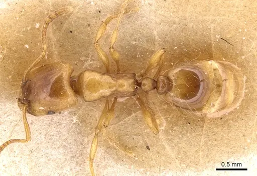 Strongylognathus christophi - CASENT0904867