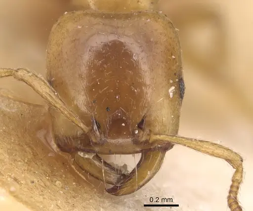 Strongylognathus christophi - CASENT0904867