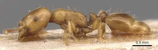 Strongylognathus christophi - CASENT0904867