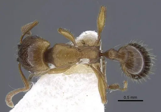 Strongylognathus dao specimen