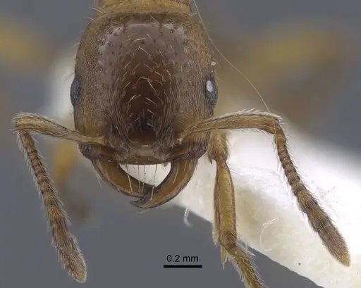 Strongylognathus dao specimen